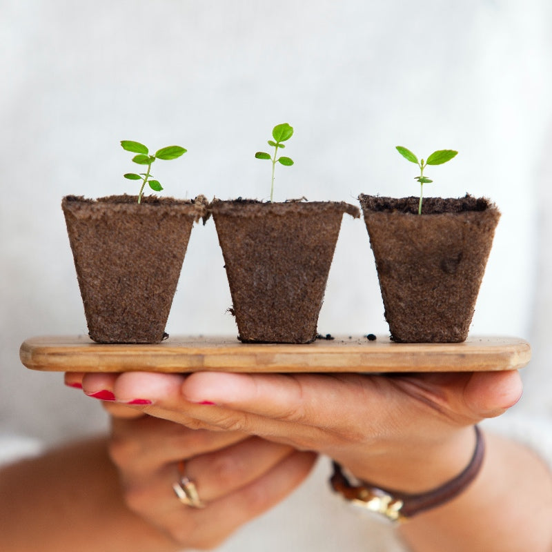 Manos sujetando 3 plantas
