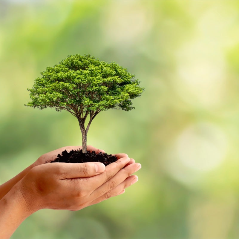 Manos sujetando árbol pequeño 2